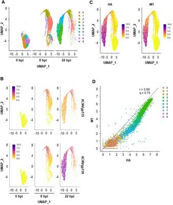 Dissecting insect cell heterogeneity during influenza VLP production using single-cell transcriptomics